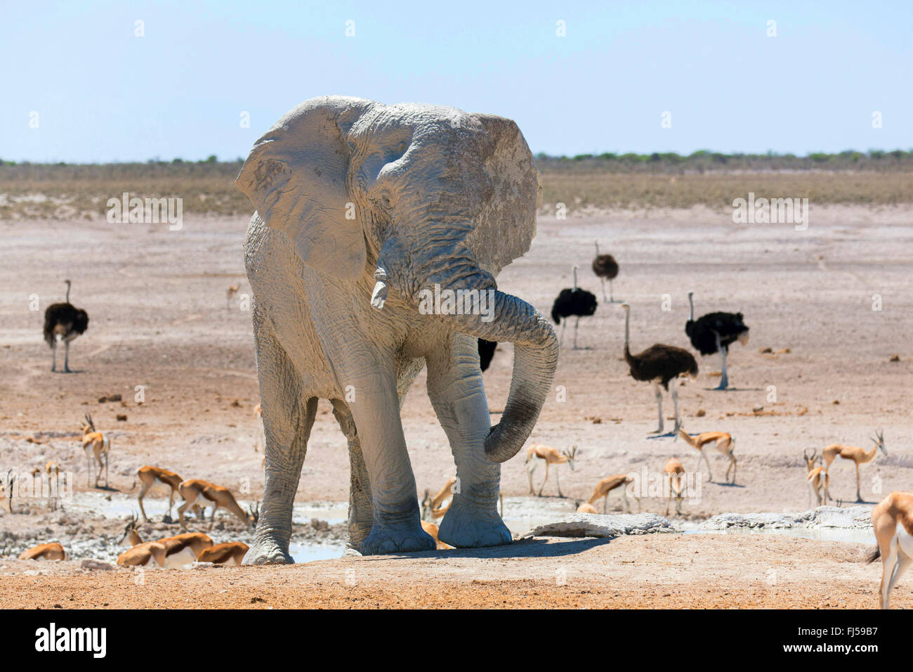 Afrikanischer Elefant (Loxodonta Africana), Elefant nach Schlamm-Bad in einem Wasserloch mit Impalas und Strauße, Namibia, Etosha, Etosha National Park, Naumutoni Stockfoto