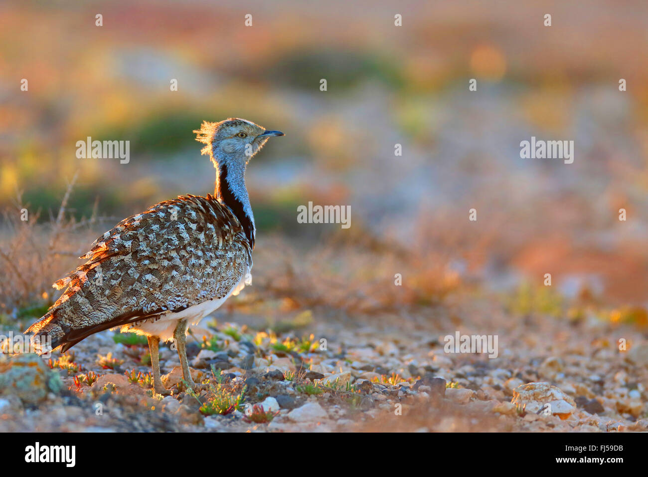 Houbara Trappe (Chlamydotis Undulata Fuerteventurae), steht männlich in Halbwüste bei Sonnenuntergang, Kanarischen Inseln, Fuerteventura Stockfoto