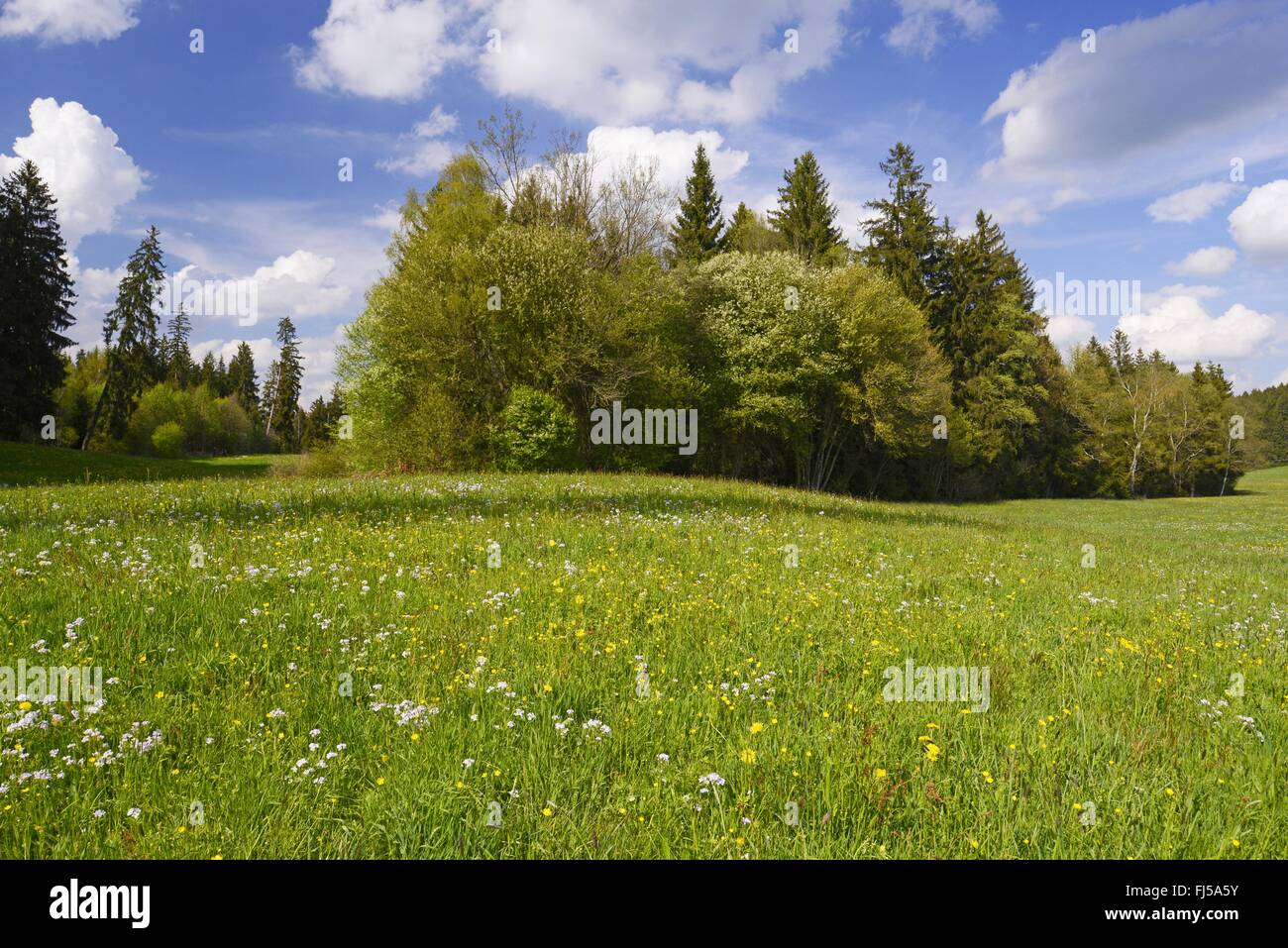 Wiese mit Wildblumen in der Nähe von einem Sumpf, Deutschland, Allgäu