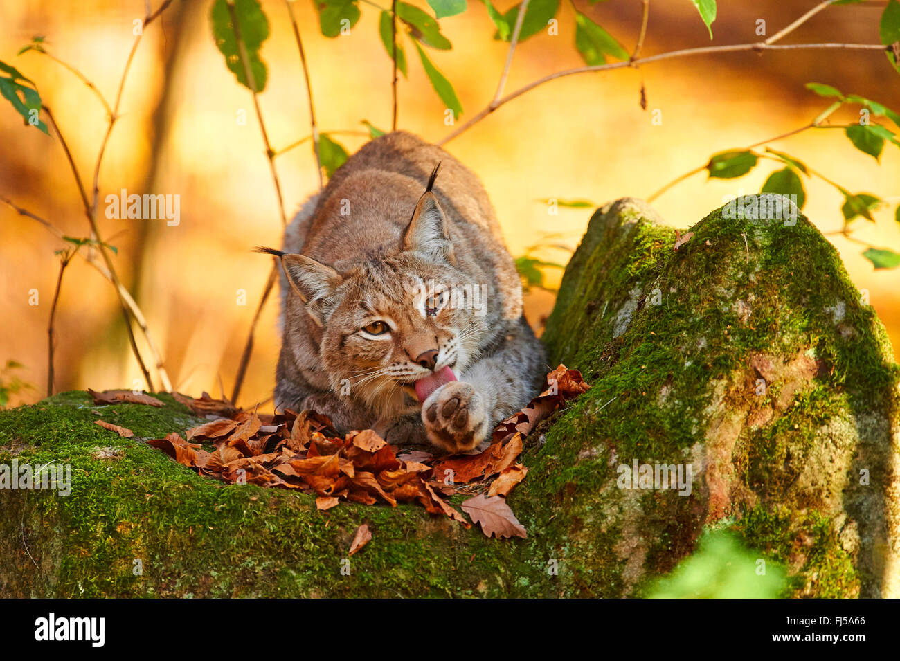 nördlichen Luchs (Lynx Lynx Lynx), lecken die Pfote, Ansicht von vorne, Deutschland Stockfoto