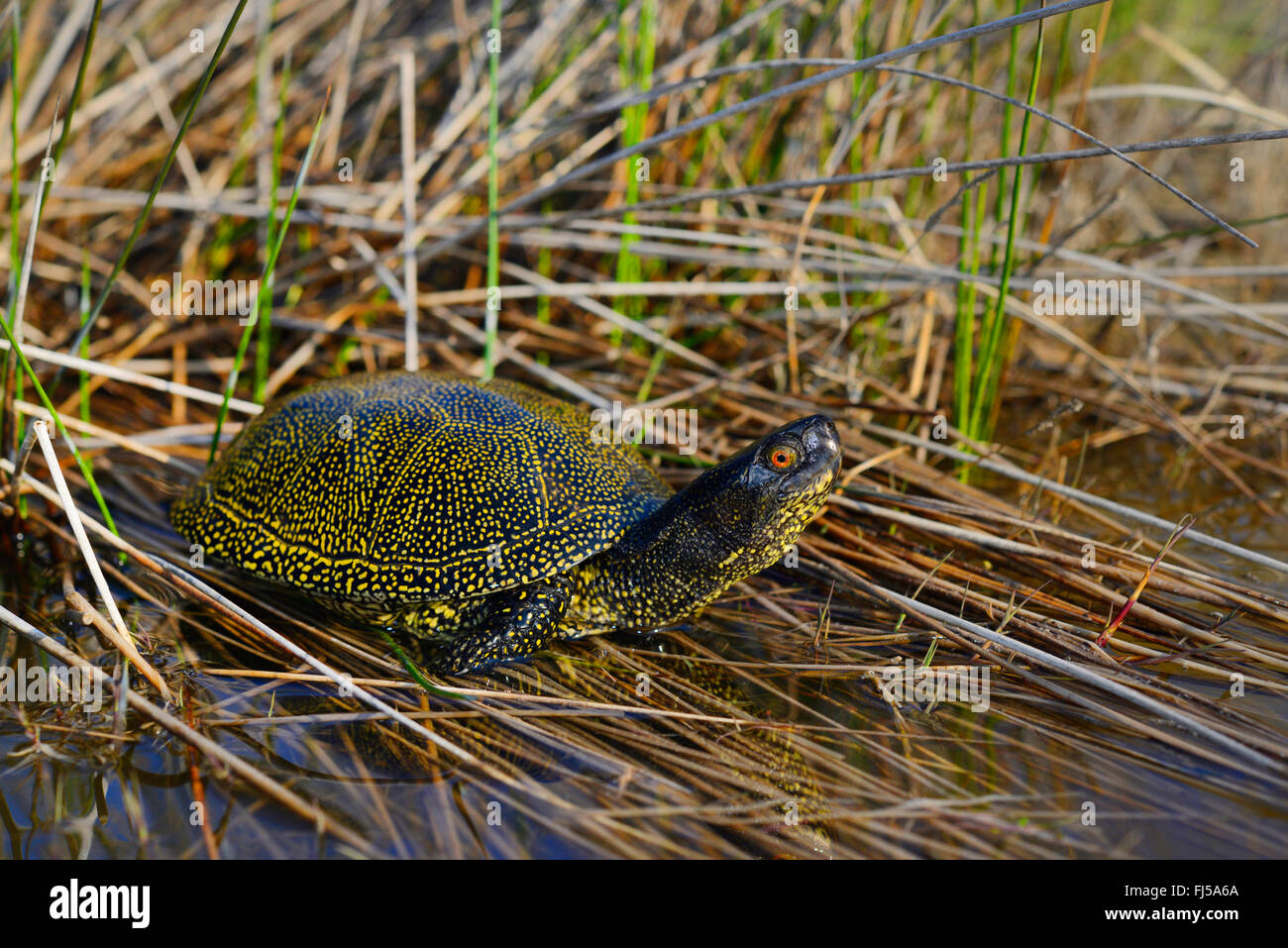 Donaudelta fauna Fotos und Bildmaterial in hoher Auflösung Alamy