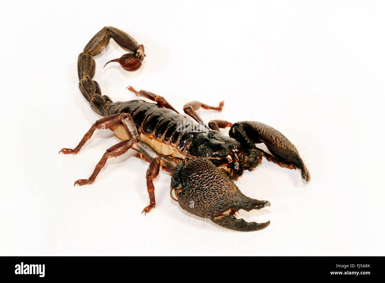 Giant Forest Scorpion (Heterometrus Swammerdami), harmlos, nur geringe giftige Riesenskorpion, weltweit größte Skorpion Stockfoto