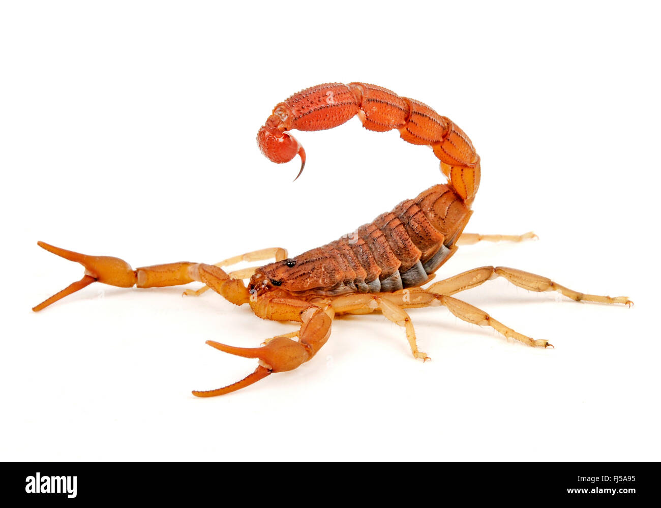 roten afrikanischen Skorpion (Hottentotta Hottentotta), Parthenogenetische Skorpion aus Afrika, wahrscheinlich der giftigsten Skorpion weltweit zu reproduzieren Stockfoto