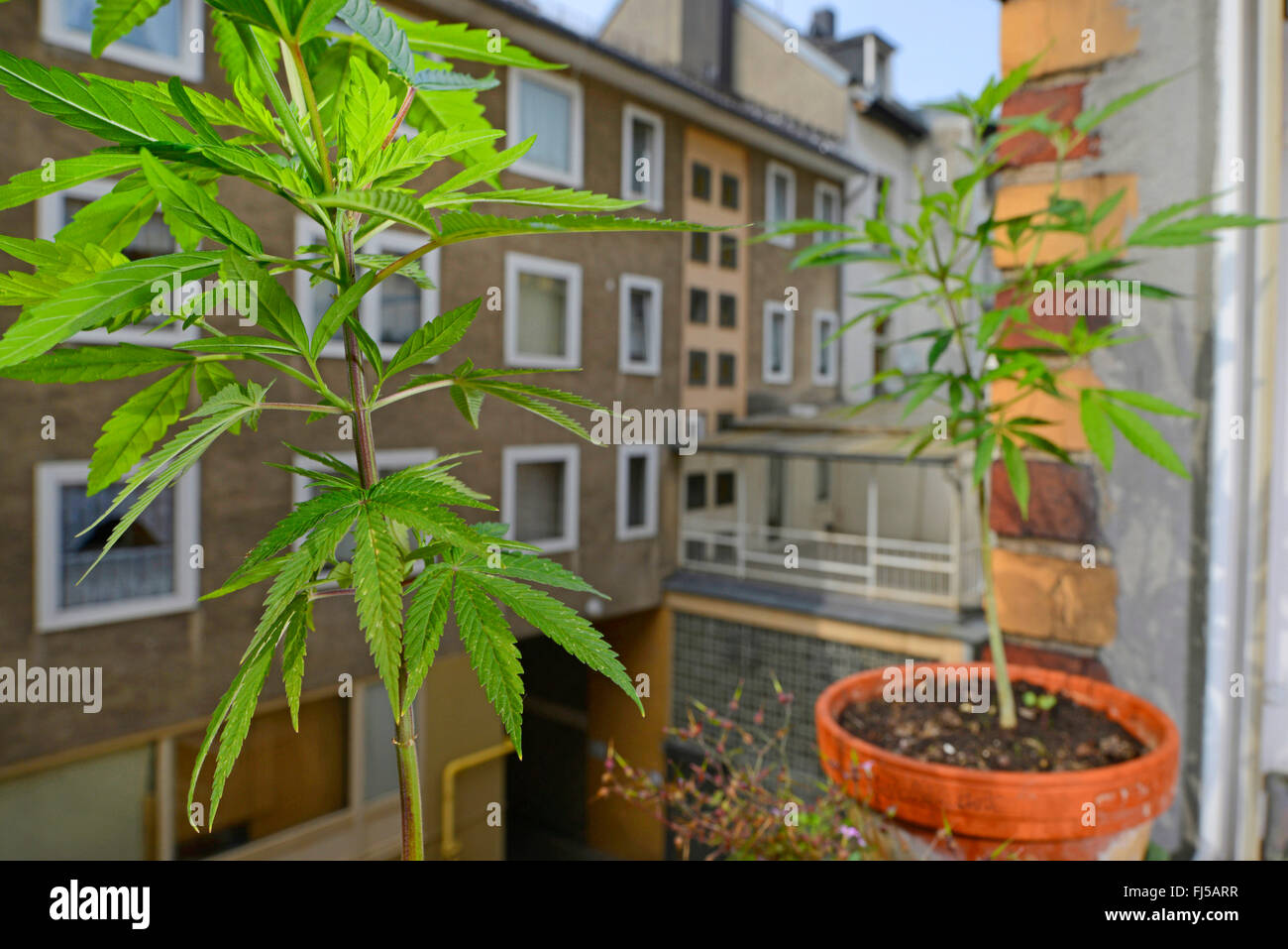 Indischer Hanf, Marihuana, Mary Jane (Cannabis Sativa), illegalen Anbau von Hanf auf einer Fensterbank in einem Hof, Deutschland, Wuppertal Stockfoto