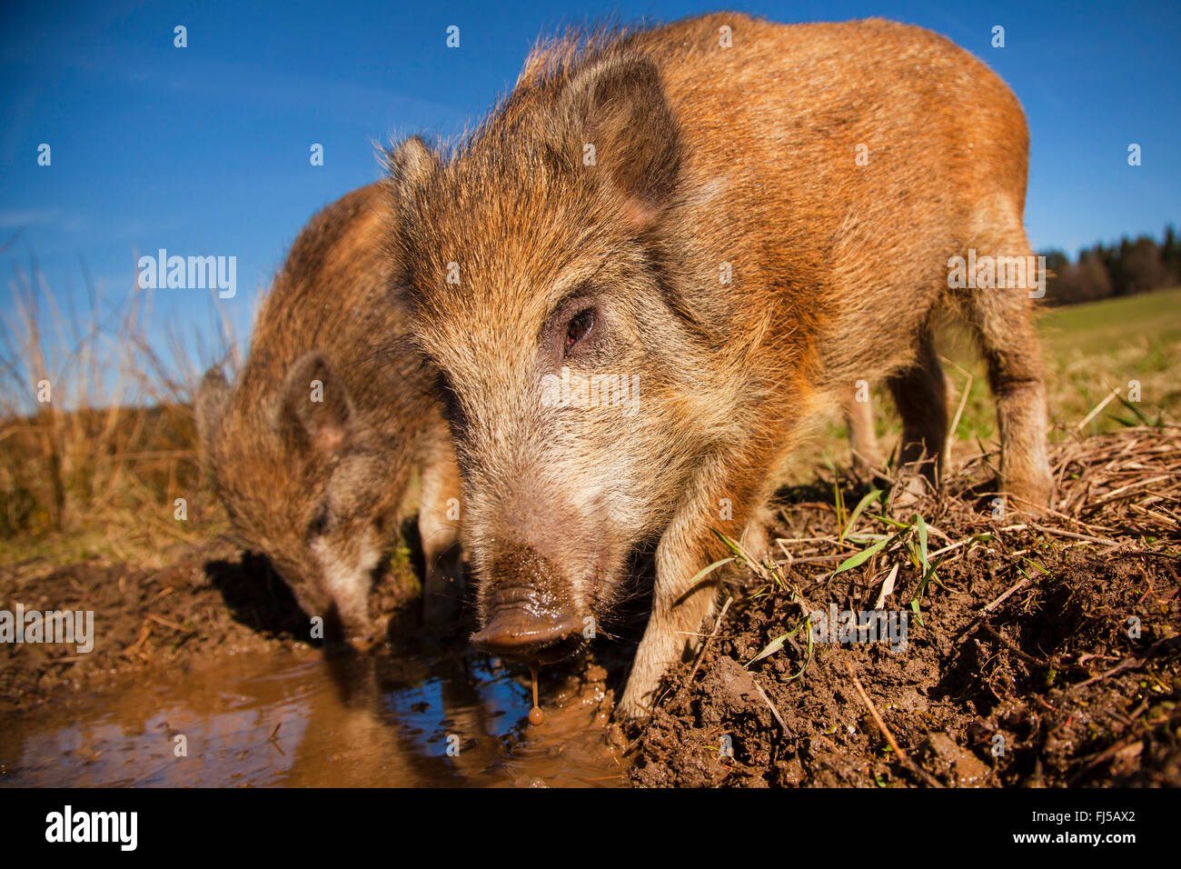 Wildschwein, Schwein, Wildschwein (Sus Scrofa), hatte in ein Schwein wälzen, Deutschland, Rheinland-Pfalz Stockfoto