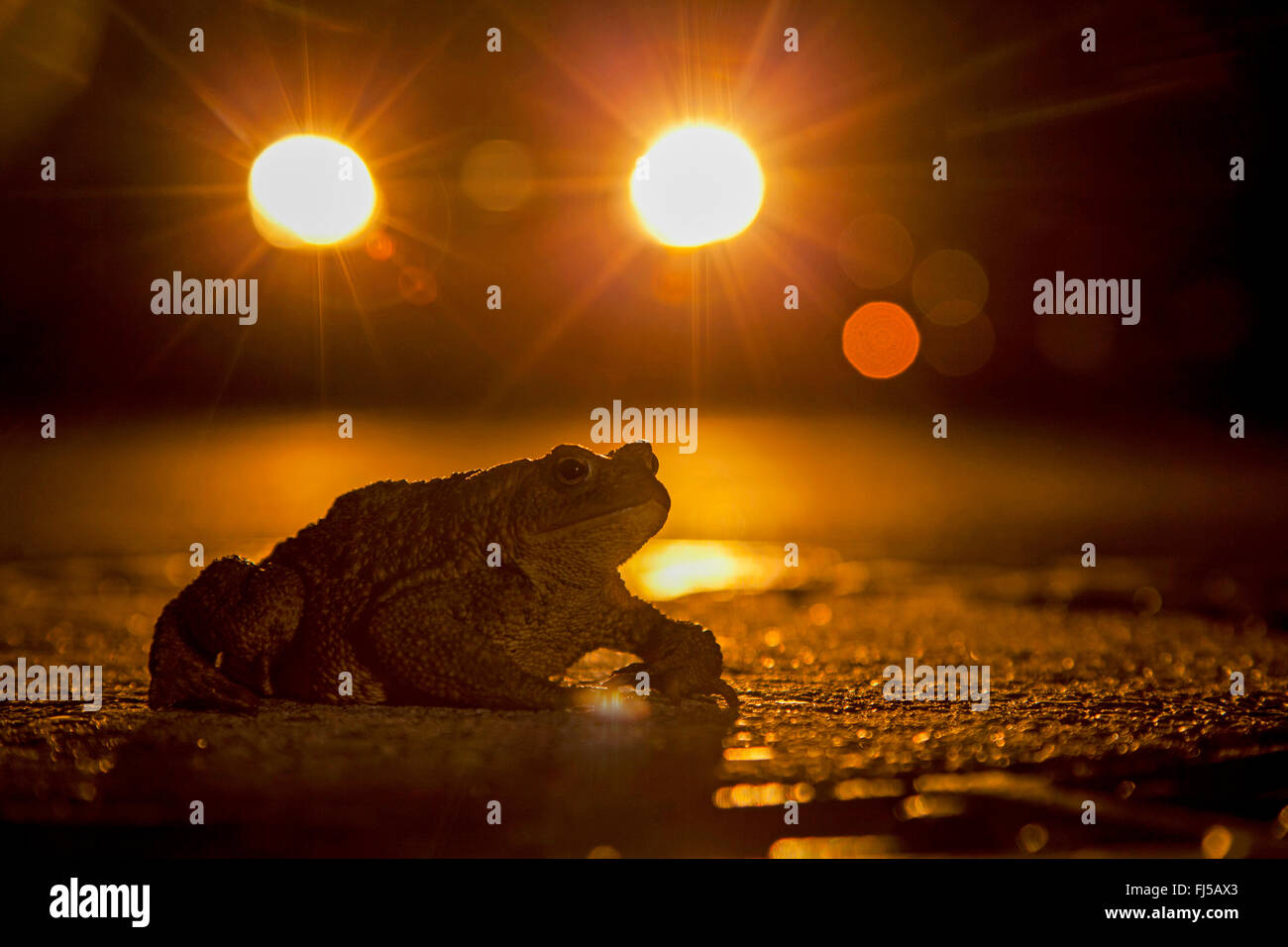 Europäischen gemeinsamen Kröte (Bufo Bufo), Kröte auf einer Straße in der Nacht mit einem Auto, Deutschland, Rheinland-Pfalz Stockfoto