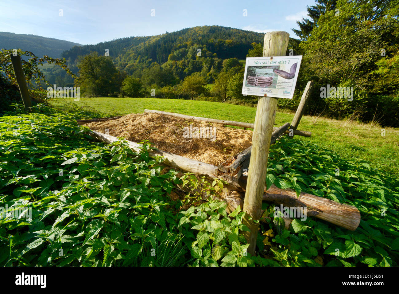 Aesculapian Schlange (bieten Longissima, Zamenis Longissimus) nisten Beihilfen für die Aesculapian Schlange, Deutschland, Odenwald, Hirschhorn am Neckar Stockfoto