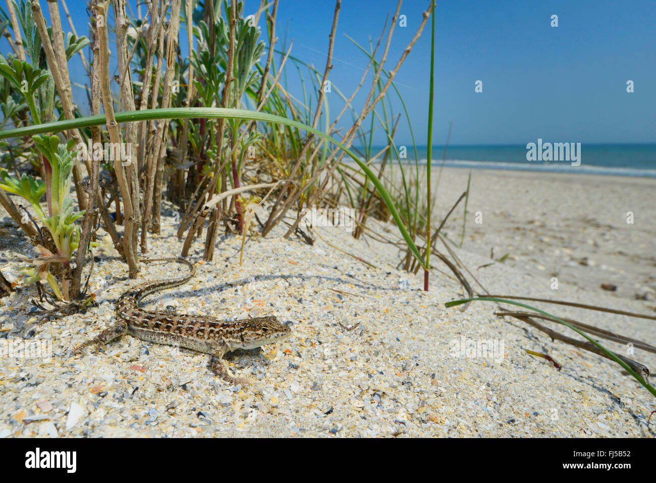 Stepperunner, Arguta (Eremias arguta, Ommateremias stepperunner Arguta), in einer Sanddüne am Strand, Rumänien, Dobrudscha, Donaudelta, Biosphaerenreservat SfÔntu Gheorgh Stockfoto