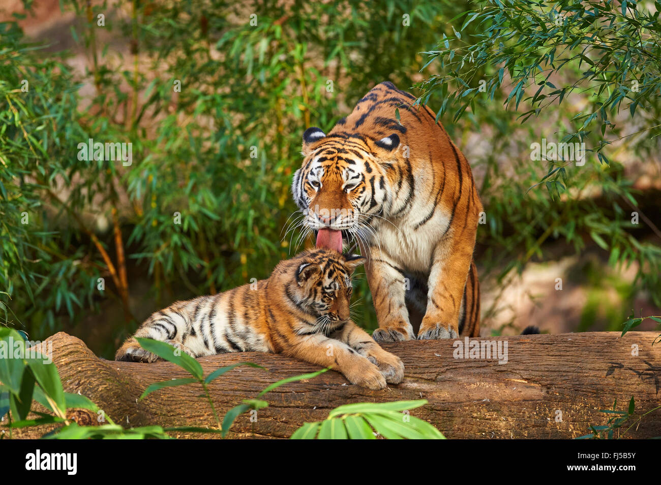 Sibirische Tiger, Amurian Tiger (Panthera Tigris Altaica), Tigerin Pflege ihr junges Stockfoto