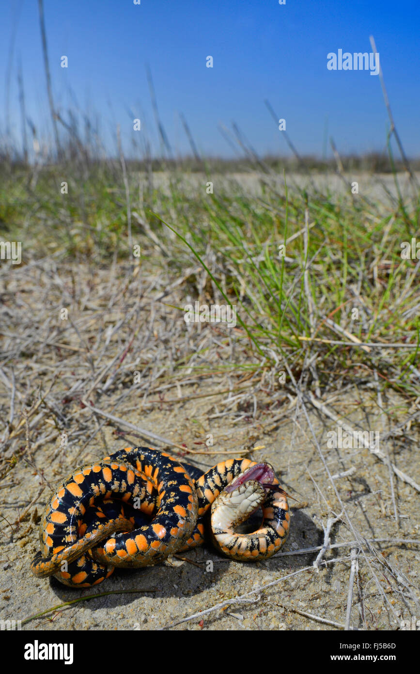 Würfelnatter (Natrix tessellata), Schlange tot, Rumänien, Dobrudscha, Donaudelta, Biosphaerenreservat SfÔntu Gheorgh Stockfoto