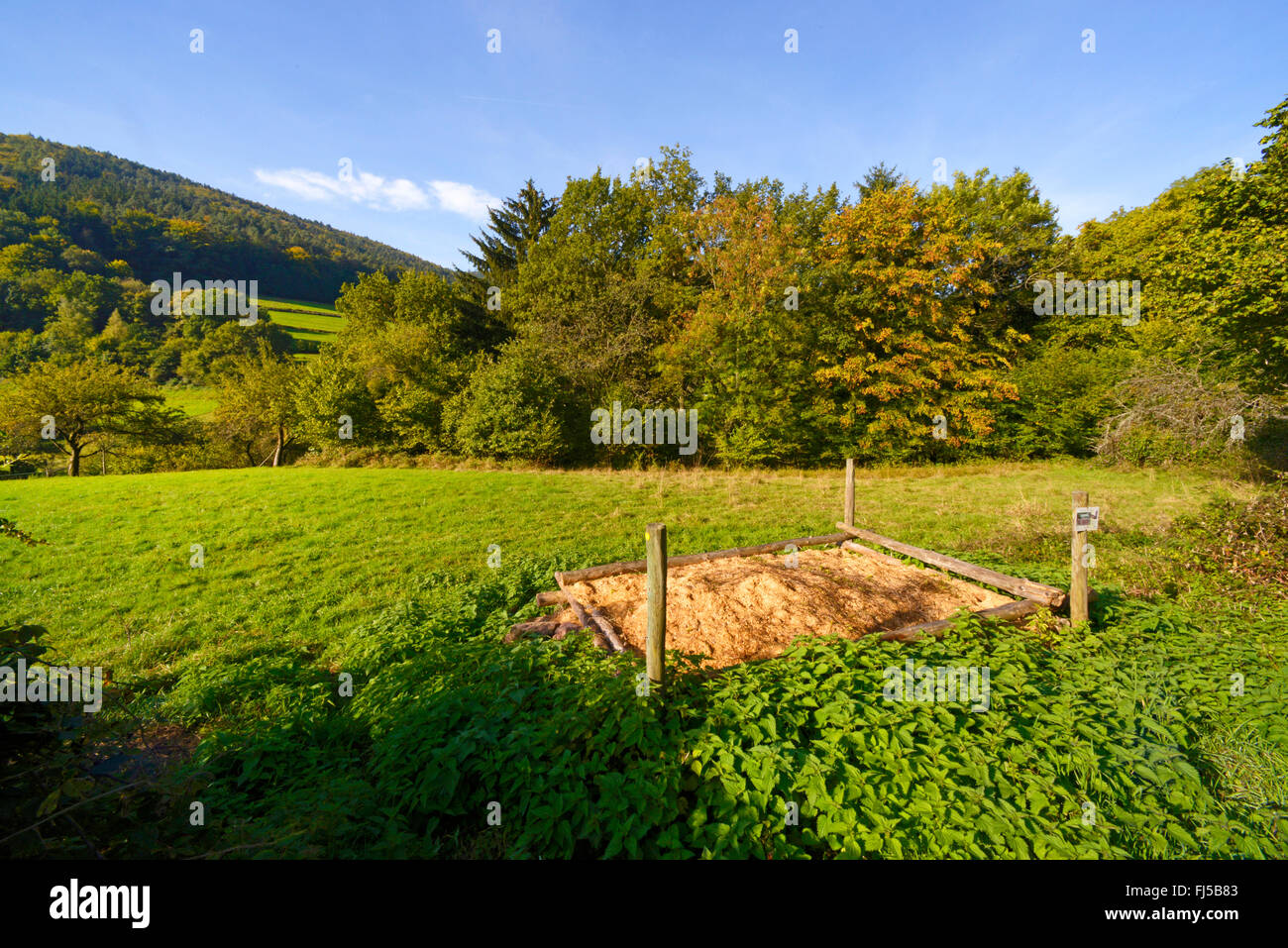 Aesculapian Schlange (bieten Longissima, Zamenis Longissimus) nisten Beihilfen für die Aesculapian Schlange, Deutschland, Odenwald, Hirschhorn am Neckar Stockfoto