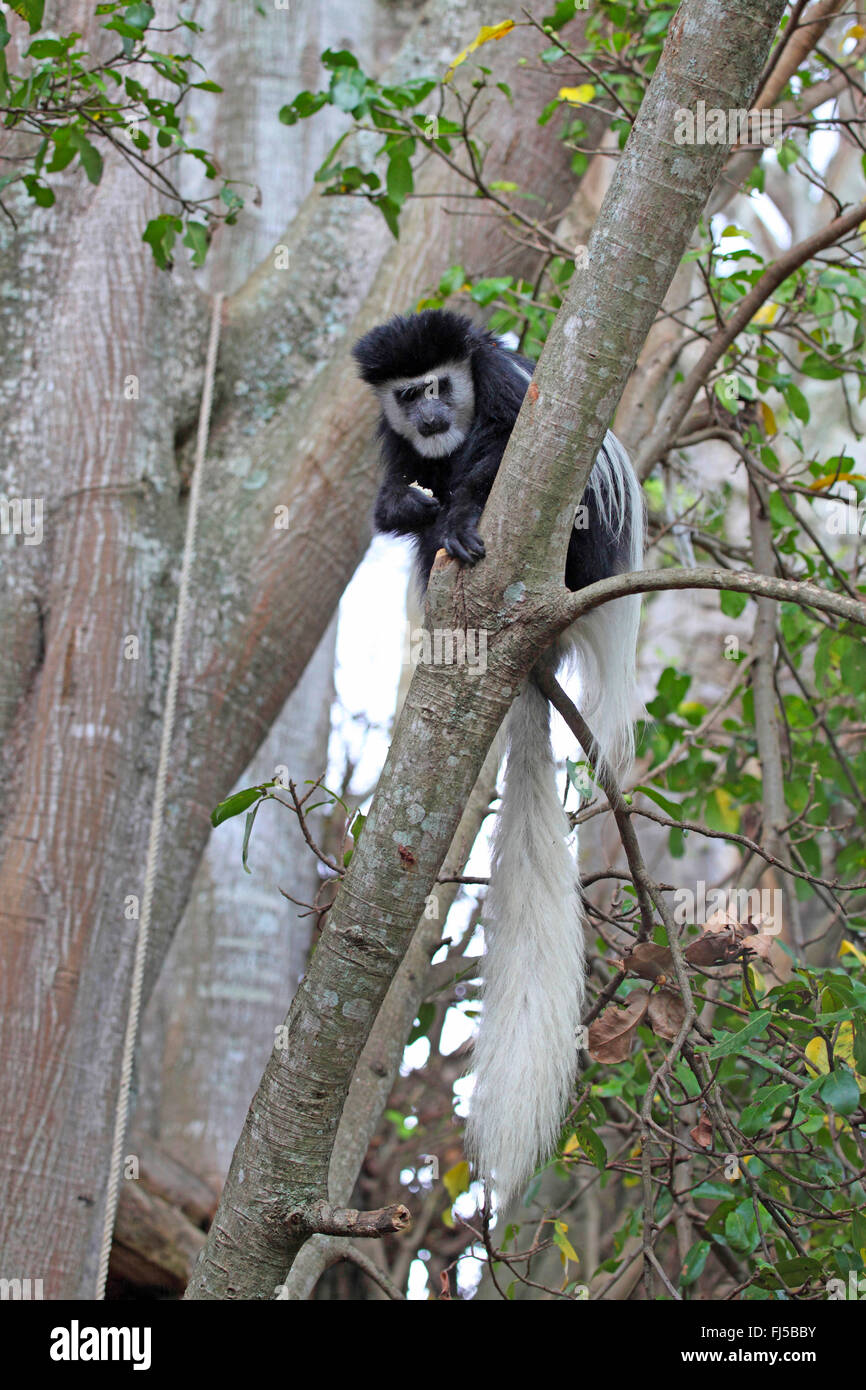 Guereza, Colobus Guereza, östlichen schwarz-weißen Stummelaffen, Jaguaren Colobus, Jaguaren Guereza (Colobus Guereza, Colobus Abyssinicus), auf einem Baum, Kenia Stockfoto