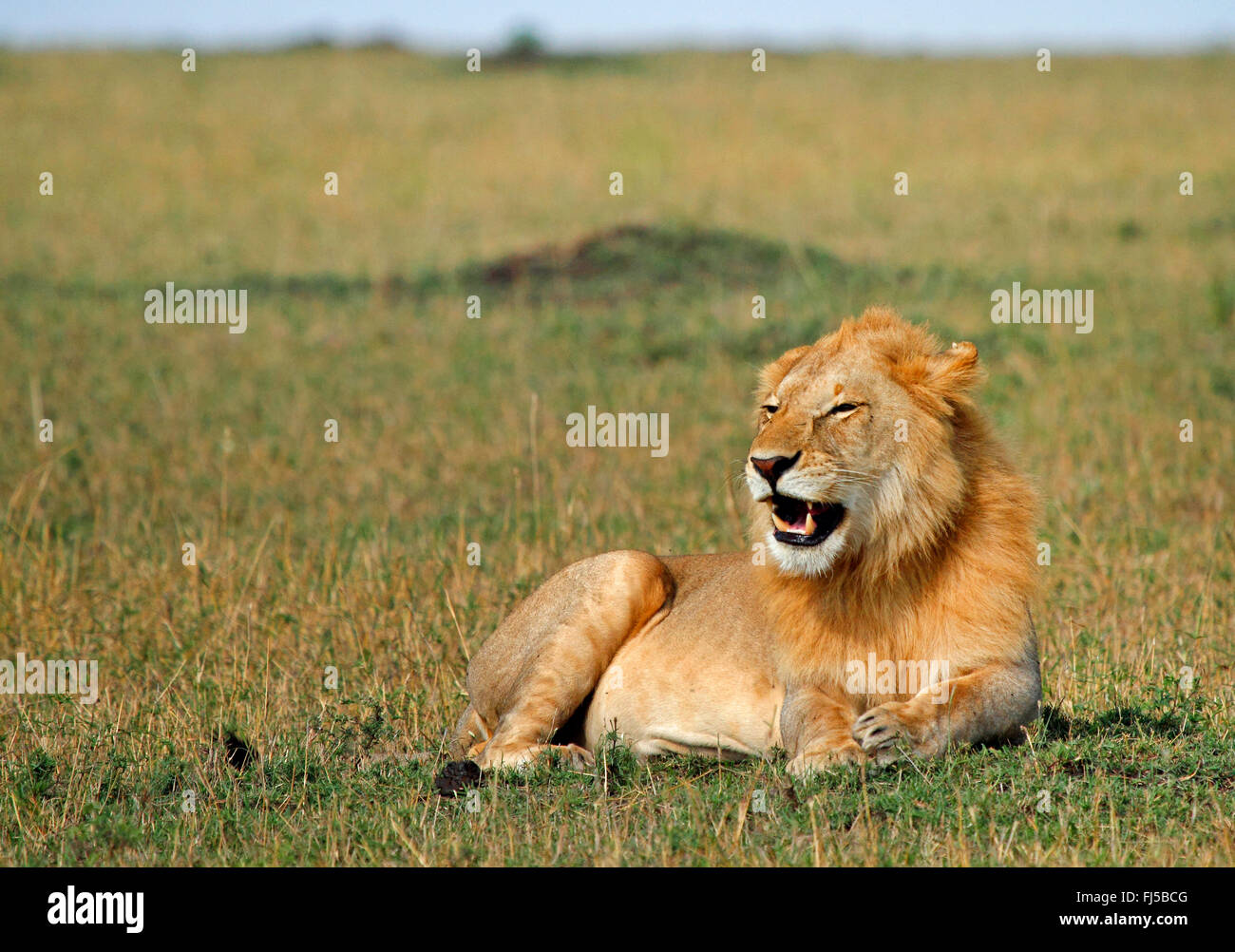 Löwe (Panthera Leo), Männlich, Kenia, Masai Mara Nationalpark Stockfoto