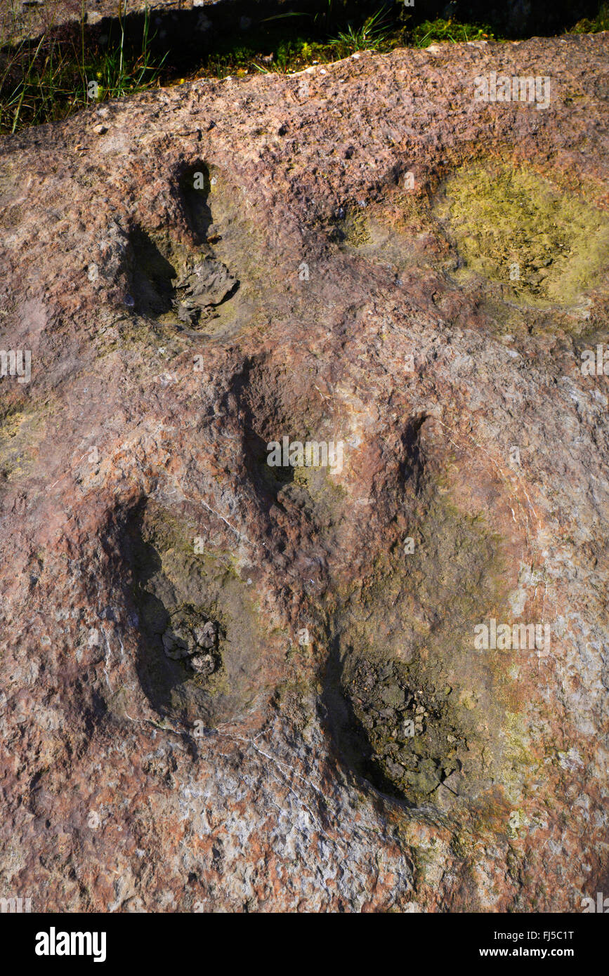 versteinerter Fußabdruck eines Dinosauriers auf Sandstein, Deutschland, Niedersachsen, Obernkirchen Obernkirchener Sandsteinbrueche Stockfoto
