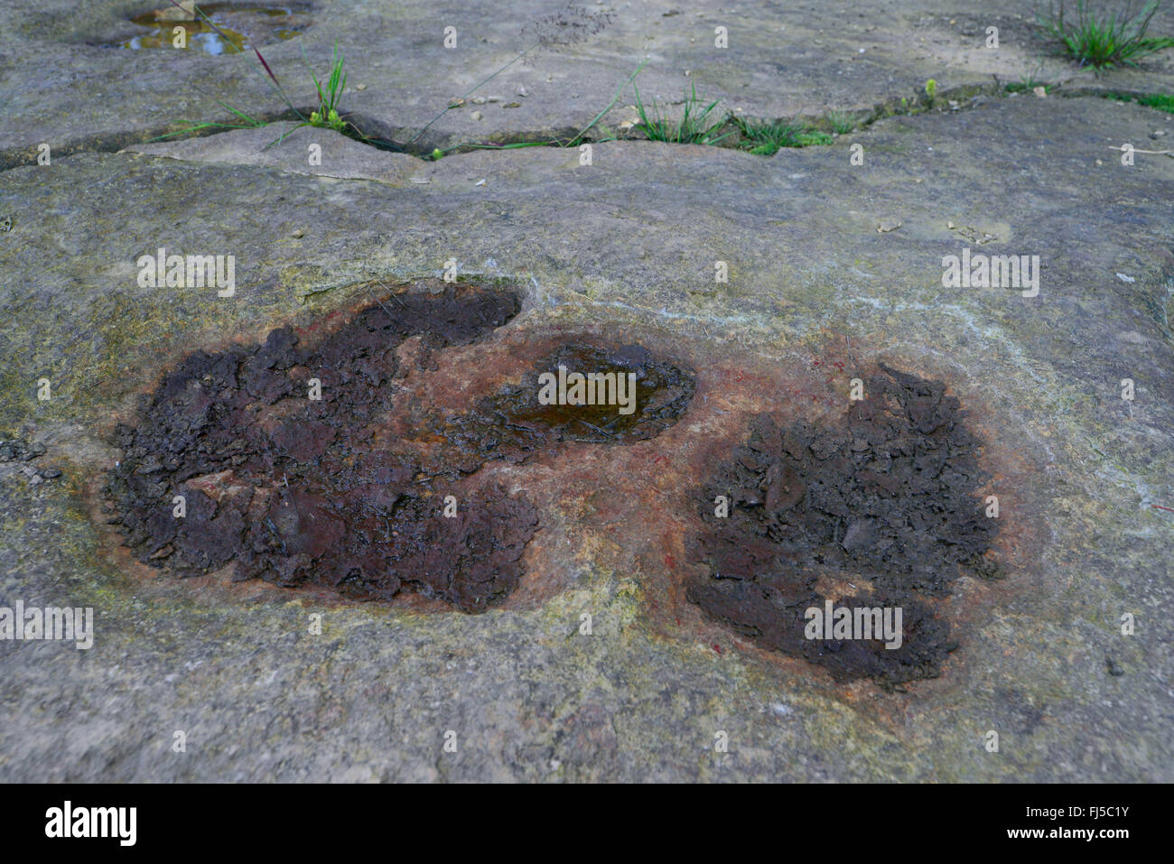versteinerter Fußabdruck eines Dinosauriers auf Sandstein, Deutschland, Niedersachsen, Obernkirchen Obernkirchener Sandsteinbrueche Stockfoto