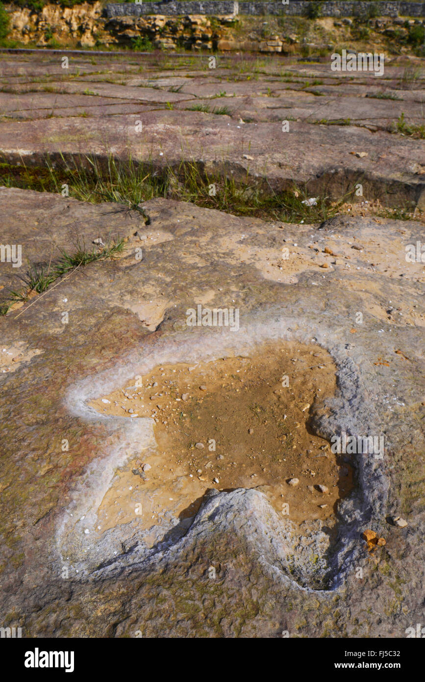 versteinerter Fußabdruck eines Dinosauriers auf Sandstein, Deutschland, Niedersachsen, Obernkirchen Obernkirchener Sandsteinbrueche Stockfoto