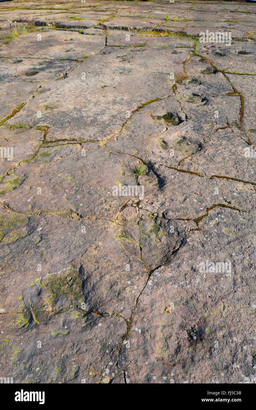 Dinosaurier-Fußspuren auf Sandstein, Deutschland, Niedersachsen, Obernkirchen Obernkirchener Sandsteinbrueche Stockfoto