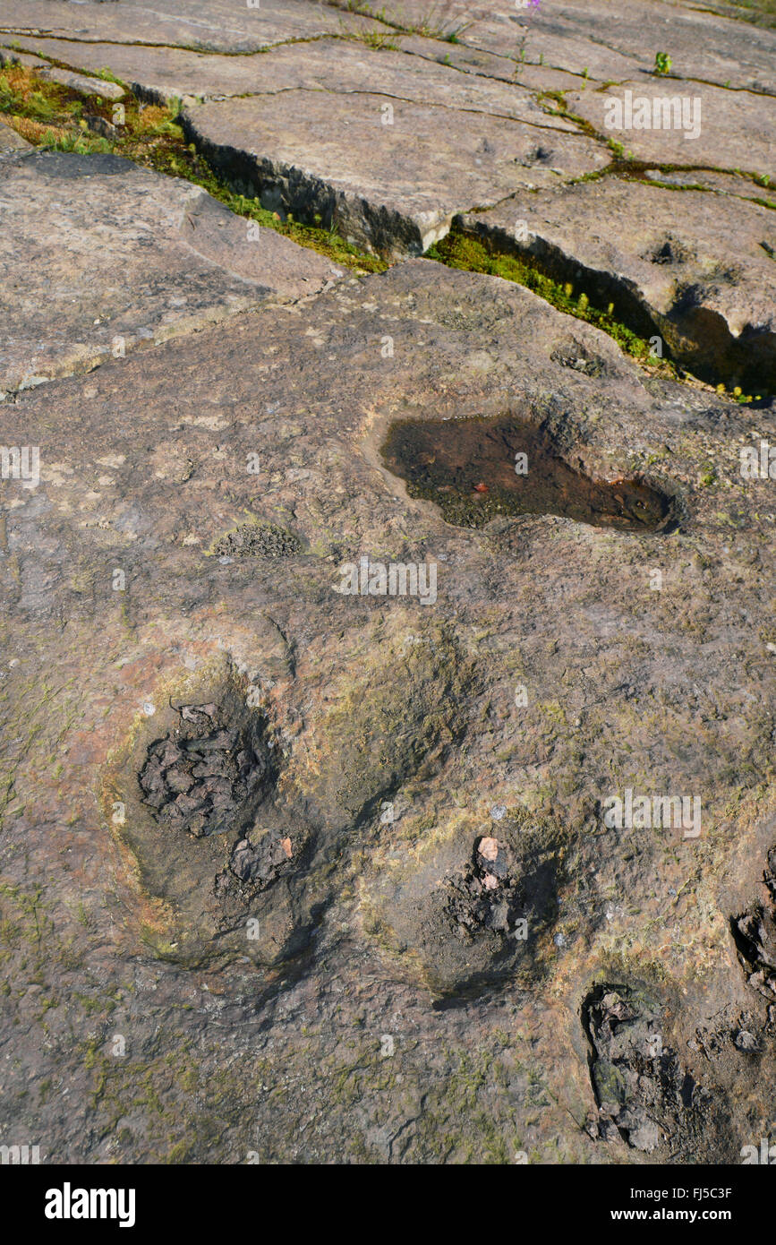 Dinosaurier-Fußspuren auf Sandstein, Deutschland, Niedersachsen, Obernkirchen Obernkirchener Sandsteinbrueche Stockfoto
