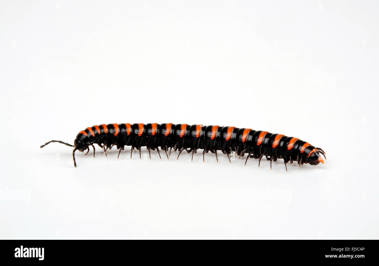 Diplopods, Myriapodians (Polydesmida), Ausschnitt Stockfotografie Alamy
