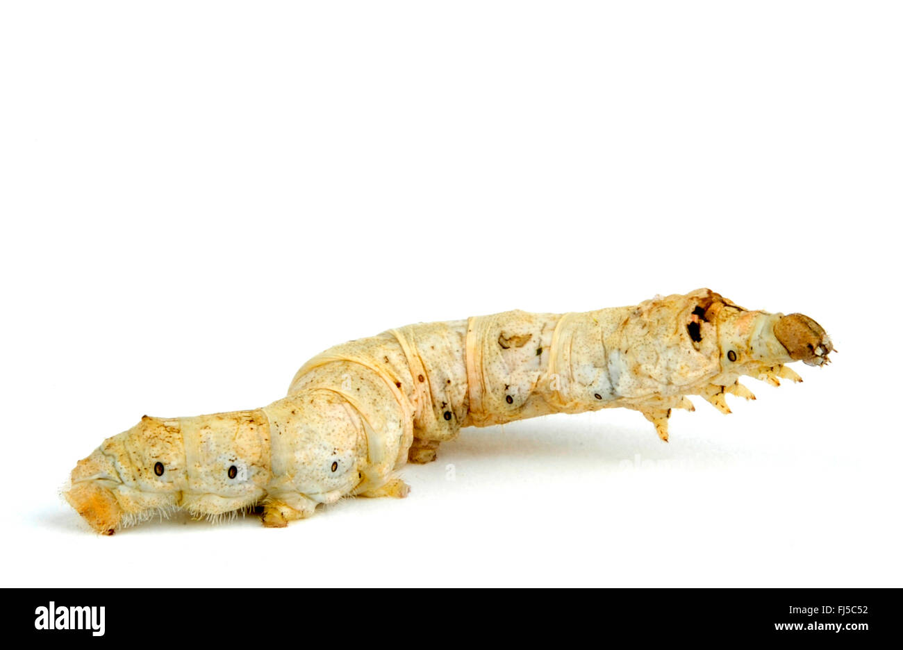 Seidenraupe Motte (Bombyx Mori), Caterpillar, Ausschnitt, China Stockfoto