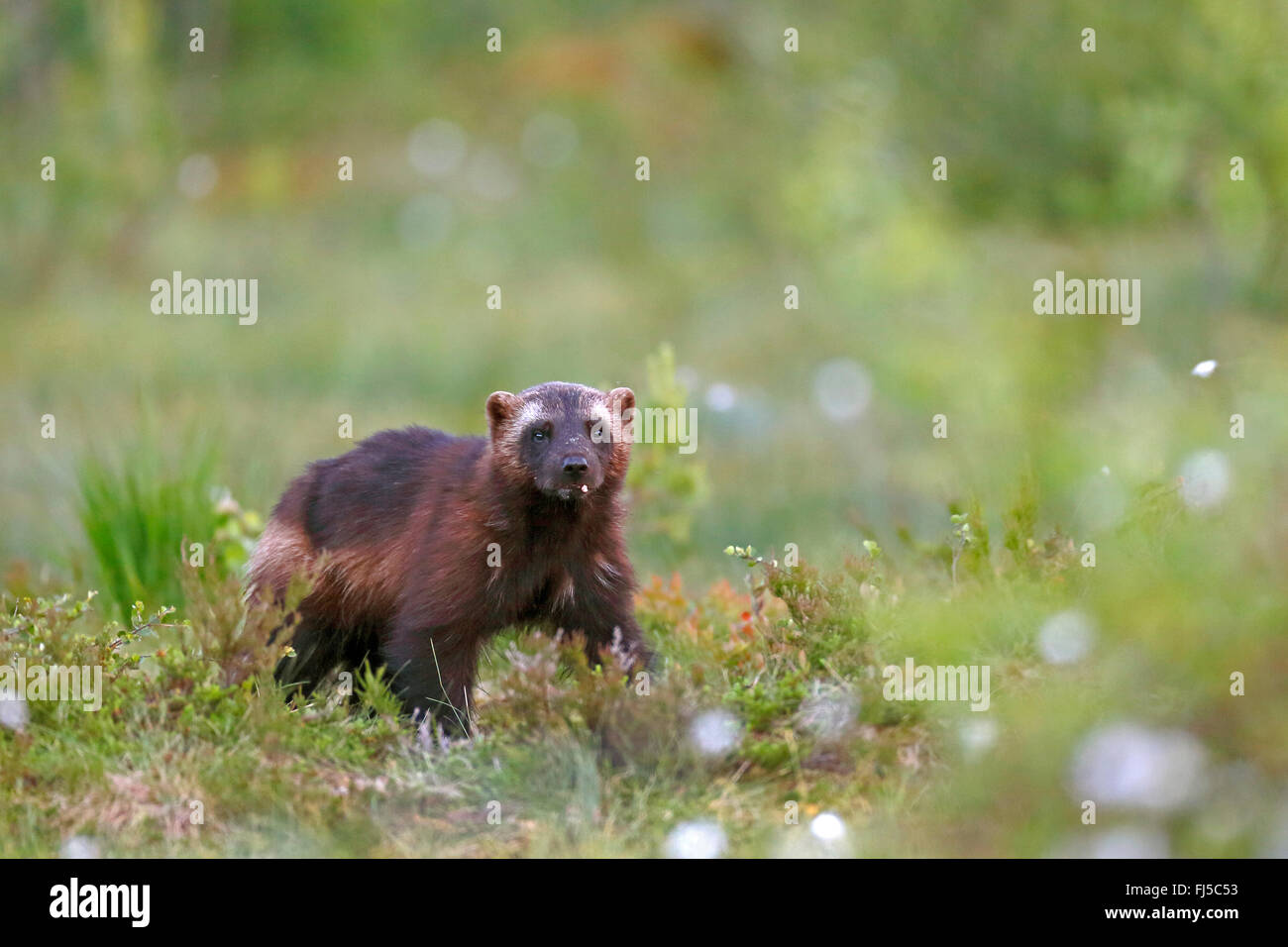 Vielfraß (Gulo Gulo), stehend im Moor, Finnland, Vartius Stockfoto