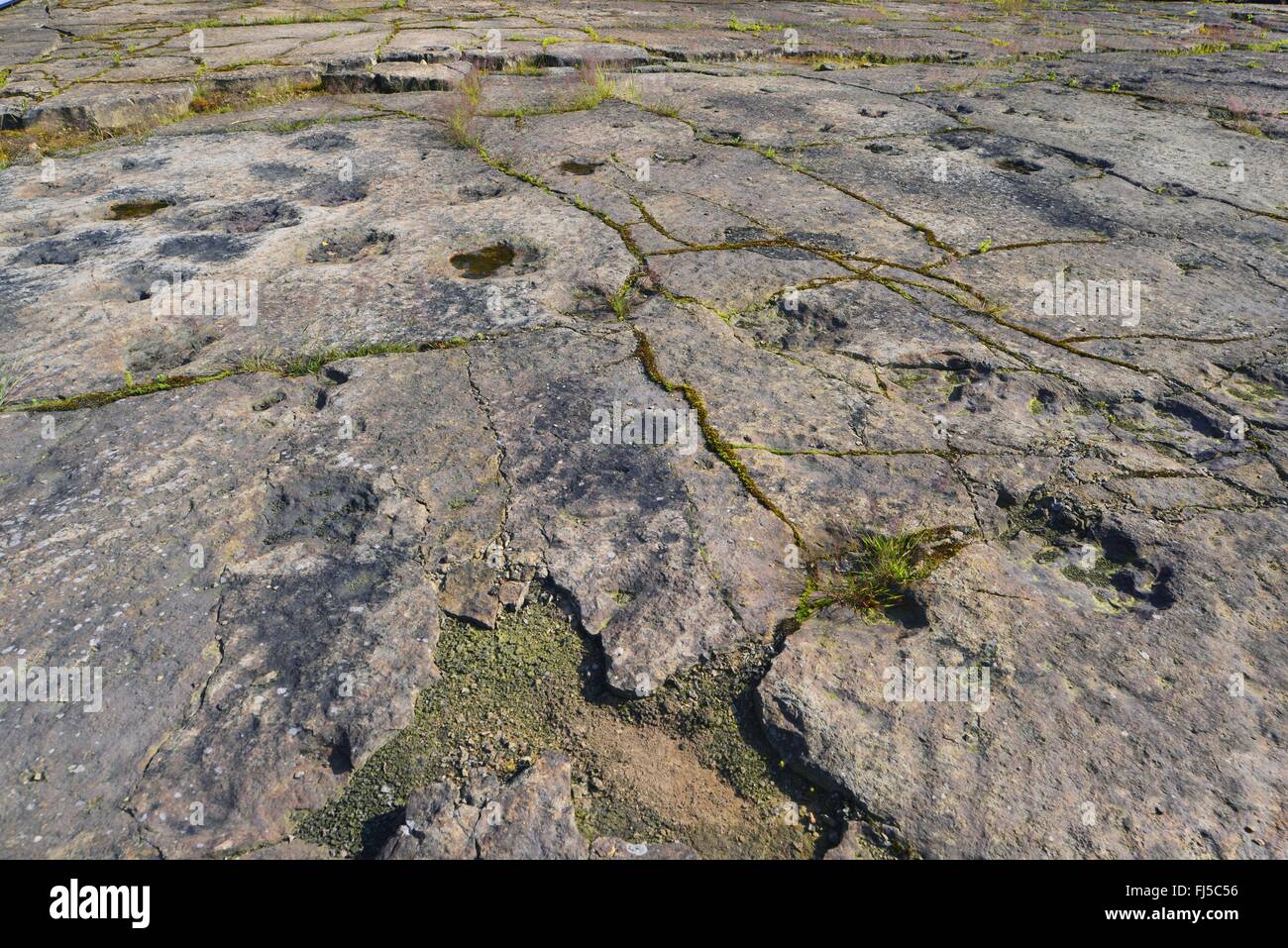 Dinosaurier-Fußspuren auf Sandstein, Deutschland, Niedersachsen, Obernkirchen Obernkirchener Sandsteinbrueche Stockfoto