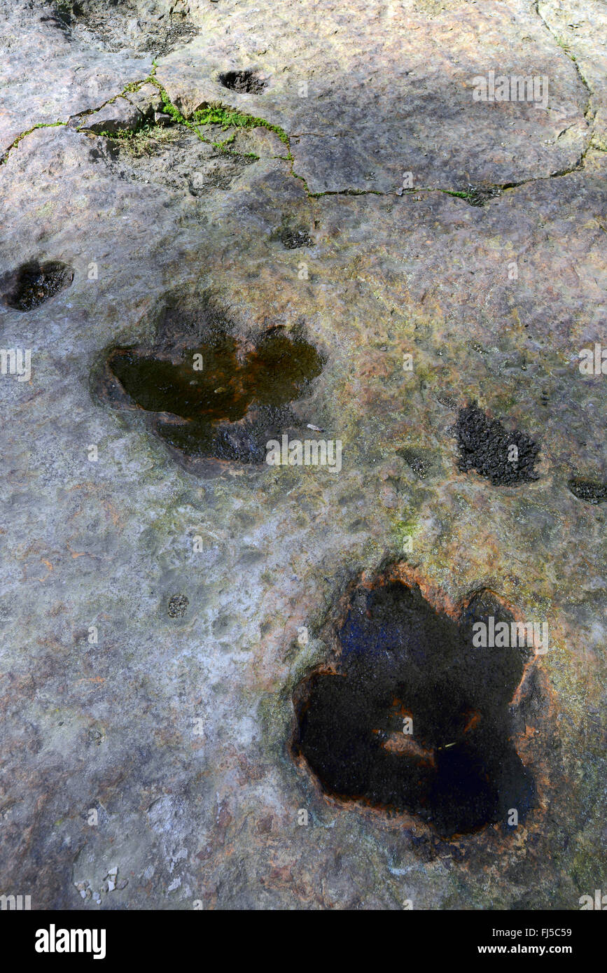 Dinosaurier-Fußspuren auf Sandstein, Deutschland, Niedersachsen, Obernkirchen Obernkirchener Sandsteinbrueche Stockfoto