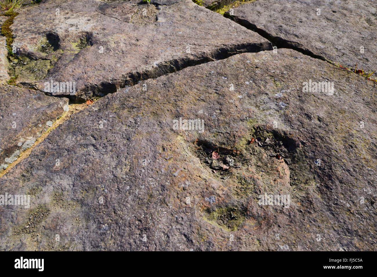 versteinerter Fußabdruck eines Dinosauriers auf Sandstein, Deutschland, Niedersachsen, Obernkirchen Obernkirchener Sandsteinbrueche Stockfoto