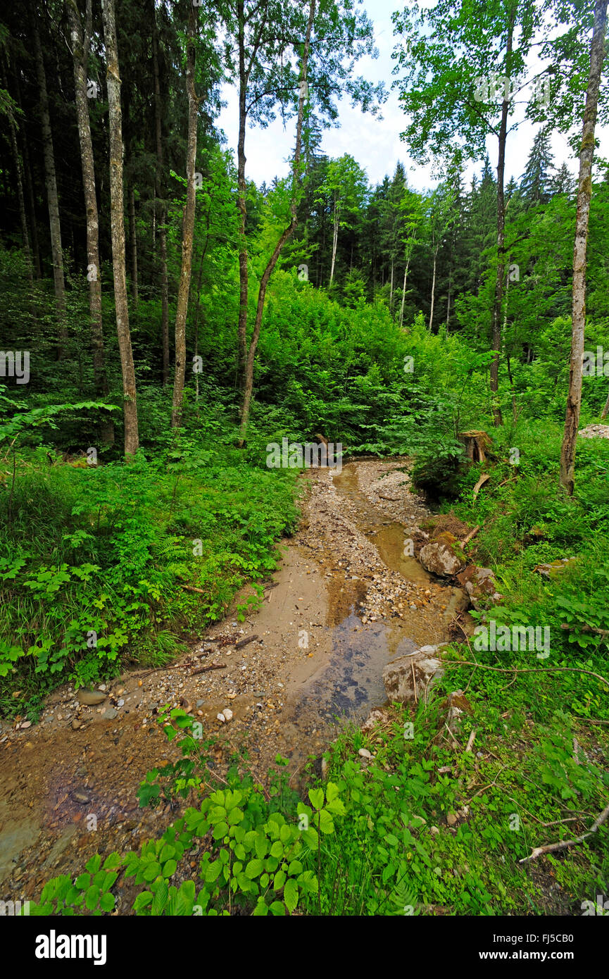 Alpensalamander, Europäische Alpensalamander (Salamandra Atra), Bach im Allgäu, Lebensraum der Alpensalamander, Deutschland, Allgäu, Rohrdorf Stockfoto