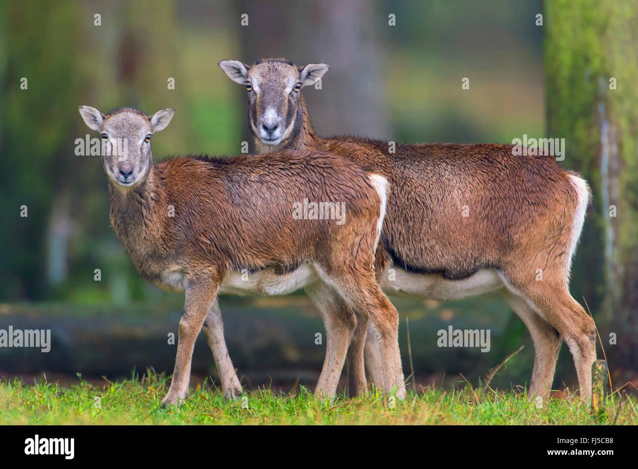 Mufflon (Ovis Musimon, Ovis Gmelini Musimon, Ovis Orientalis Musimon), weiblich und fast ausgewachsenen juvenilen, Deutschland, Niedersachsen Stockfoto