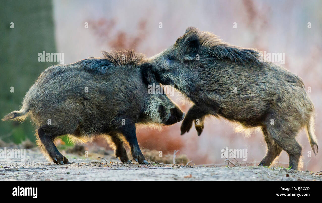 Wildschwein, Schwein (Sus Scrofa), zwei polternden Wildschweine, Deutschland, Niedersachsen, Teutoburger Wald Stockfoto