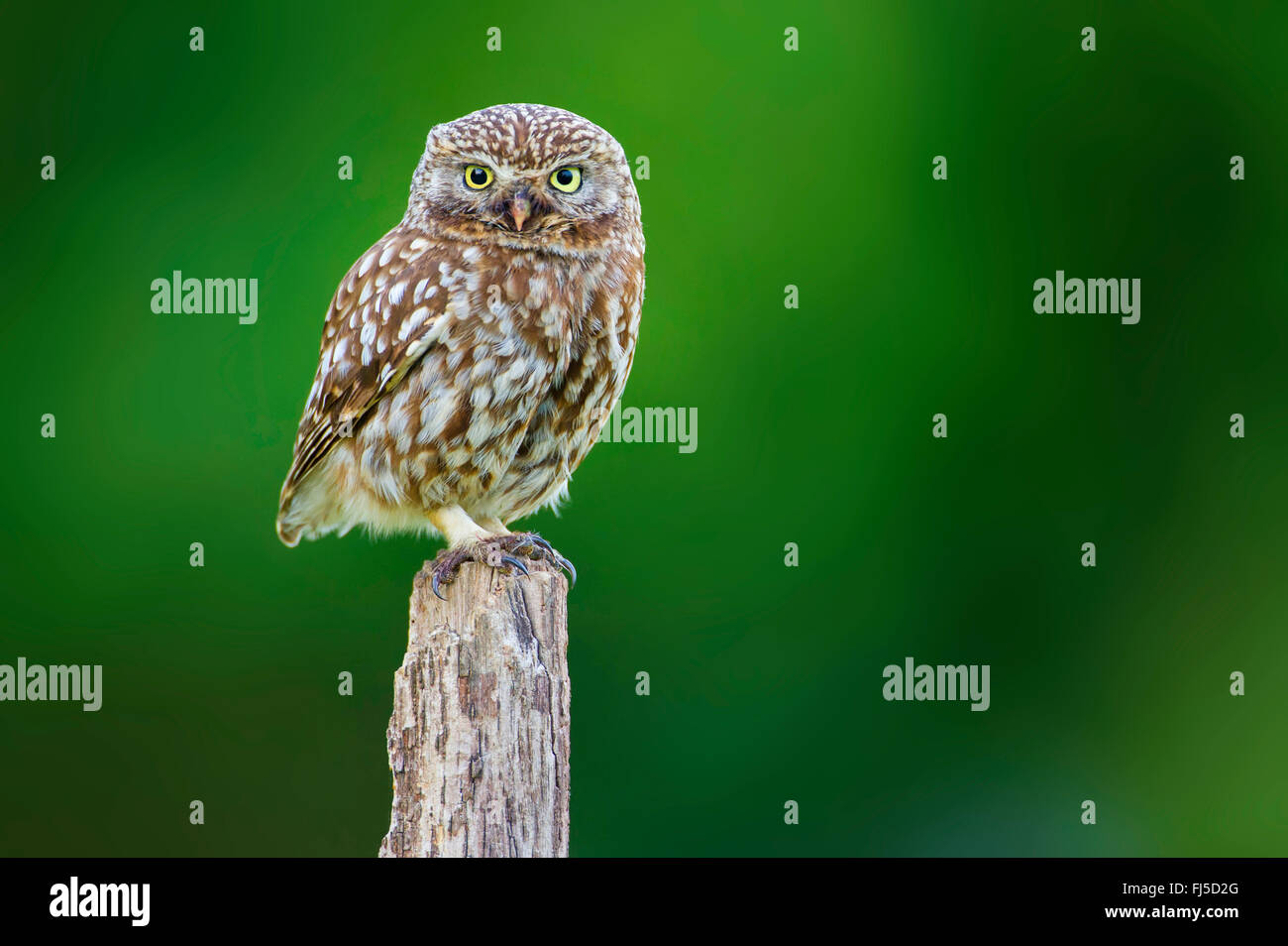 Steinkauz (Athene Noctua), sitzt auf einem hölzernen Pfosten, Deutschland Stockfoto