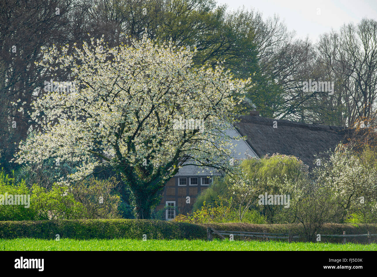 Kirschbaum, Süßkirsche (Prunus Avium), Kirsche Gtree auf einem Bauernhof, Deutschland, Niedersachsen, Oldenburger Muensterland, Elsten Stockfoto