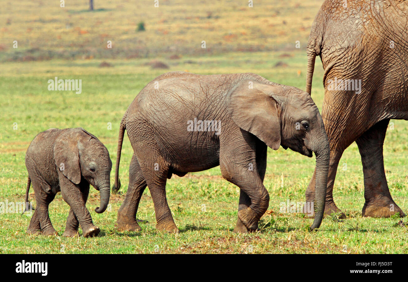 Afrikanischer Elefant (Loxodonta Africana), mit zwei Elefanten Kälber, Kenia, Masai Mara Nationalpark Stockfoto