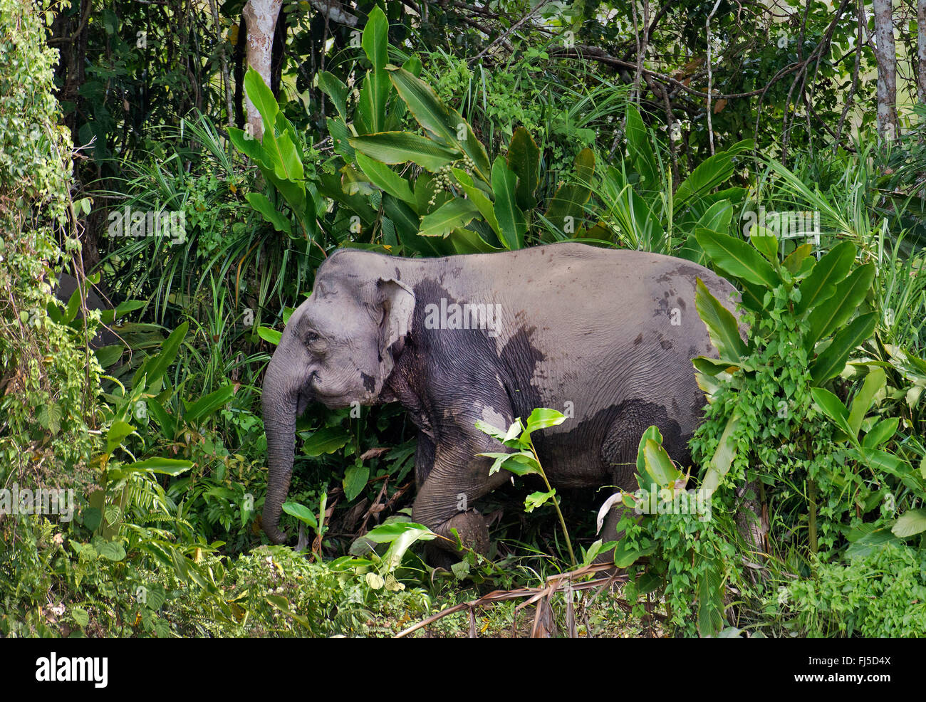 Bornes Zwerg Elefant (Elephas Maximus Borneensis), im Regenwald, Malaysia, Borneo, Sabah, Kinabatangan Fluss Stockfoto