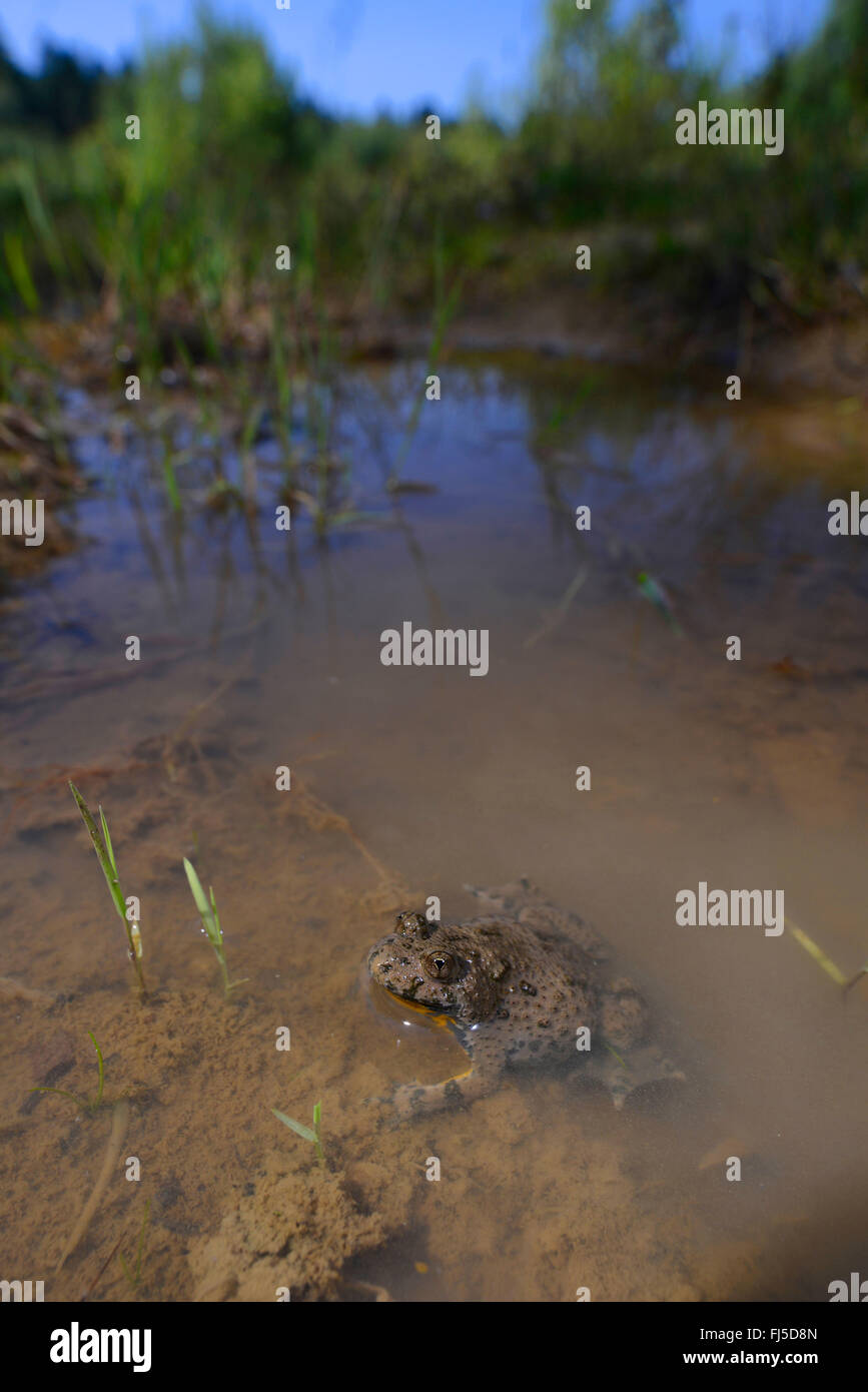 Gelbbauchunke, Angsthase Kröte, bunte Feuer-Kröte (Geburtshelferkröte Variegata), Gelbbauchunke in seinem Lebensraum, Amphibien des Jahres 2014, Deutschland, Niedersachsen Stockfoto