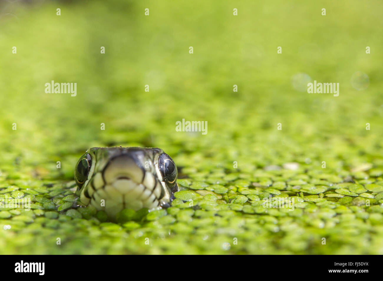 Ringelnatter (Natrix Natrix), Belag zwischen wurden, Porträt, Deutschland, Bayern, Niederbayern, Niederbayern Stockfoto