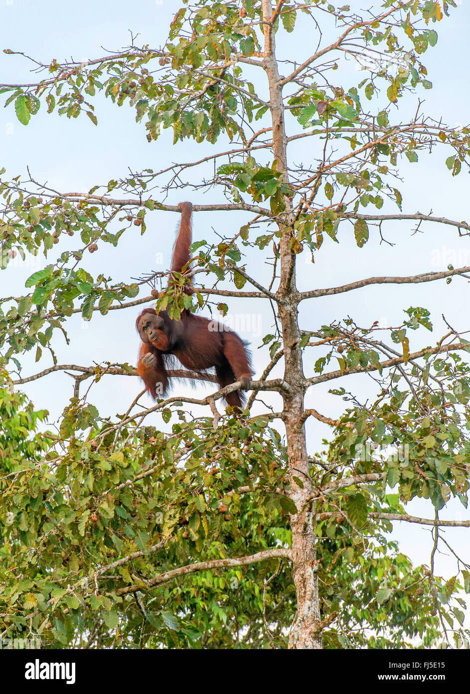 Orang Utan, Orang-Utan, Orang-Outang (Pongo Pygmaeus), Männchen ernähren sich von Feigen in der Spitze eines Baumes am Kinabatangan Fluss, Malaysia, Borneo, Sabah Stockfoto