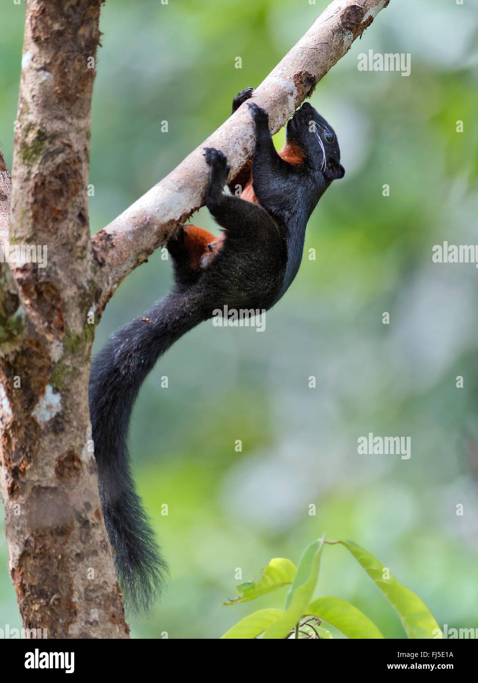 Bornean schwarz gebändert Eichhörnchen (Callosciurus Orestes), klettert auf einem Ast, Malaysia, Borneo, Sabah Stockfoto