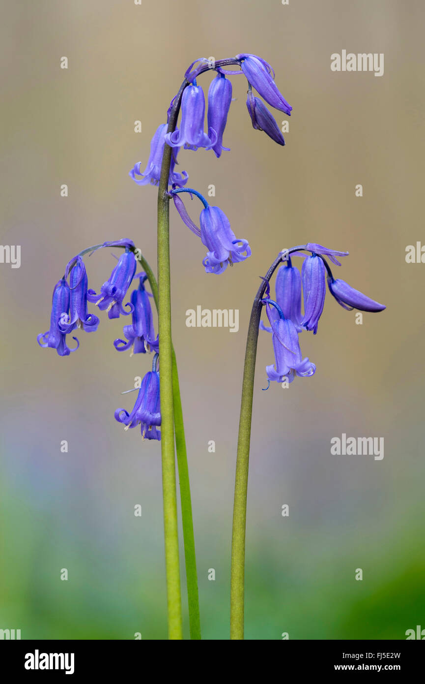 Atlantische Bluebell (Hyacinthoides non-Scripta, Endymion nicht-Scriptus, Scilla non-Scripta), Blütenstände, Belgien, Hallebos Stockfoto