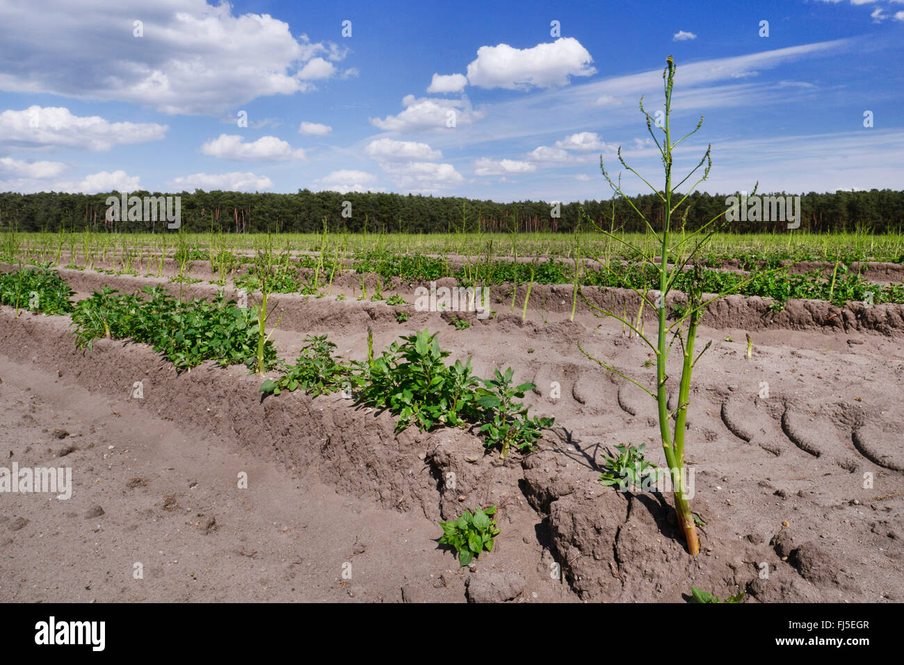 Garten-Spargel, Spatz Gras, Wildspargel (Spargel Officinalis), Spargelanbau, Deutschland, Sachsen-Anhalt Stockfoto