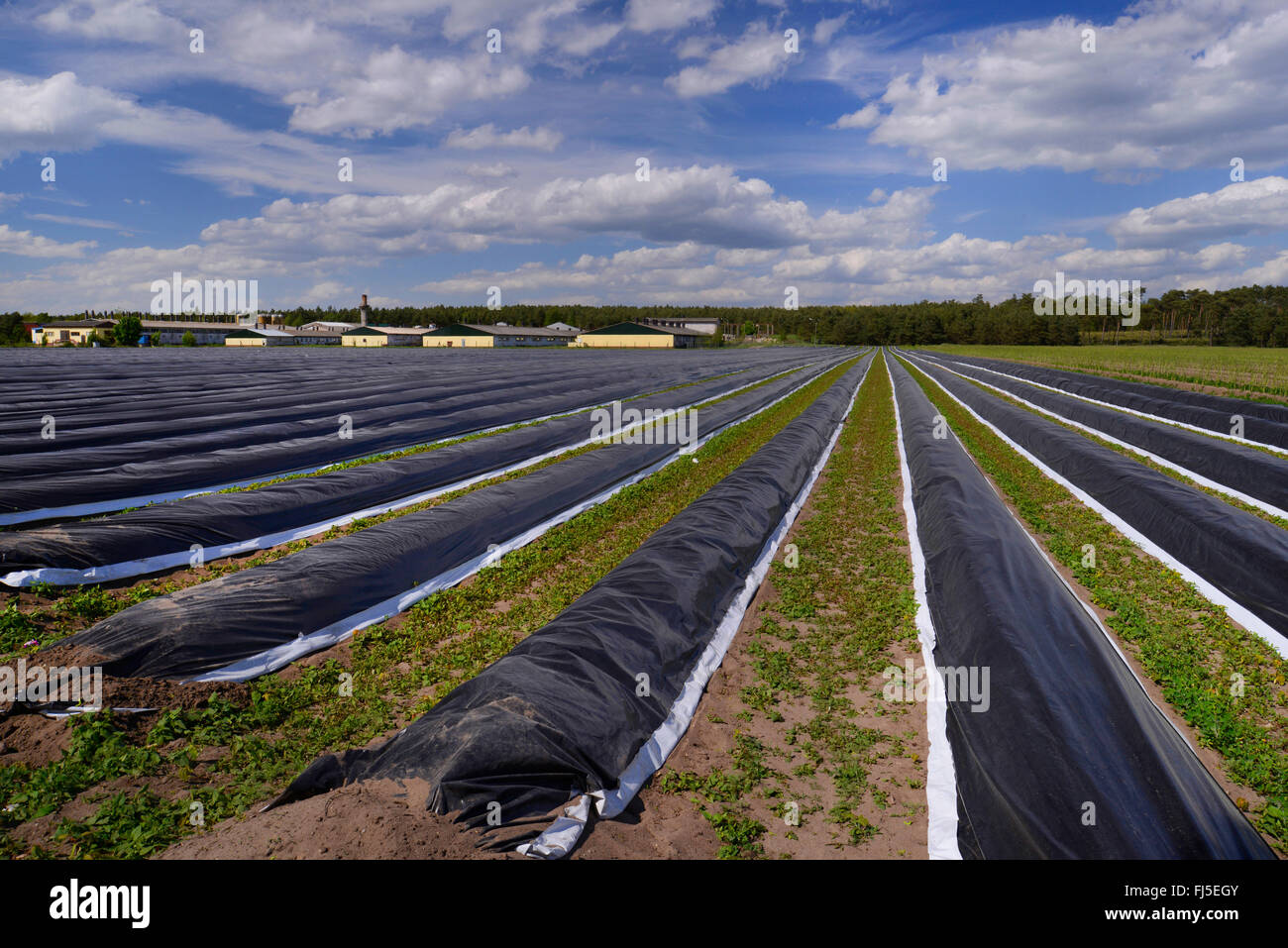 Garten-Spargel, Spatz Gras, Wildspargel (Spargel Officinalis), Spargelanbau, Deutschland, Sachsen-Anhalt Stockfoto