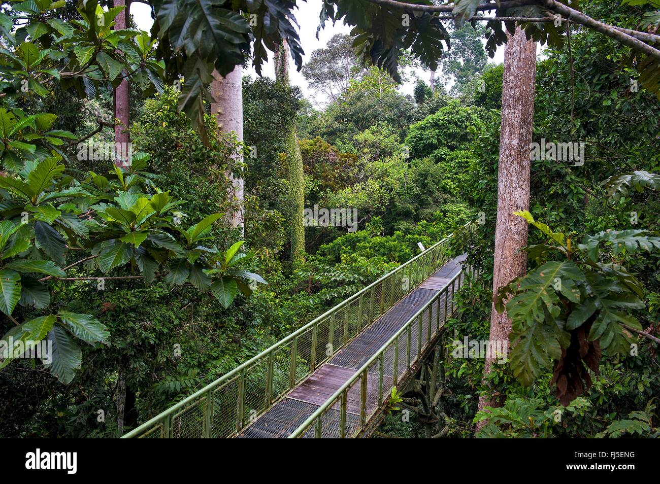 Überdachunggehweg in Sepilok Regenwald, Malaysia, Borneo Stockfoto