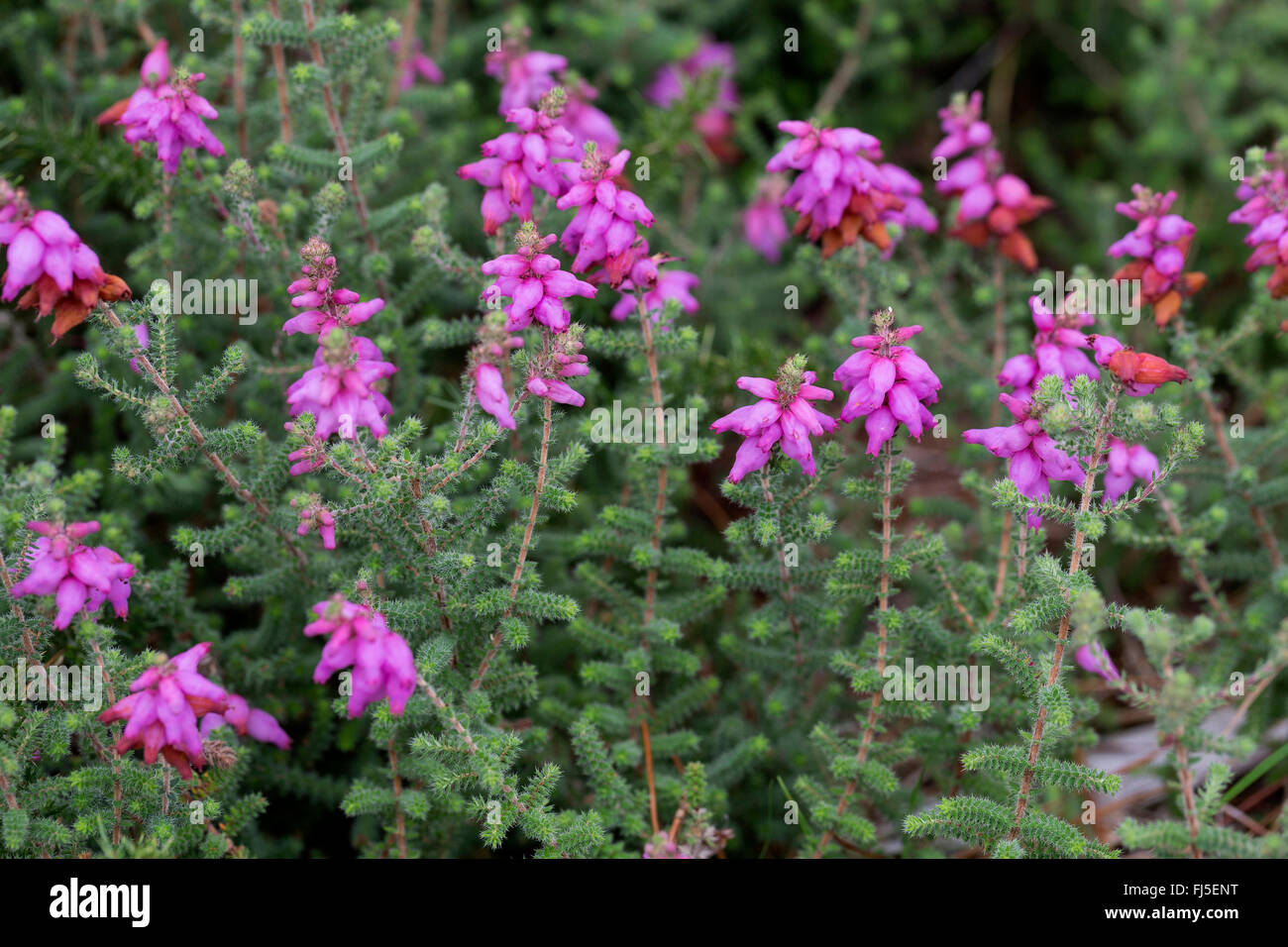 Dorset Heide (Erica Ciliaris), blühen, Frankreich Stockfoto