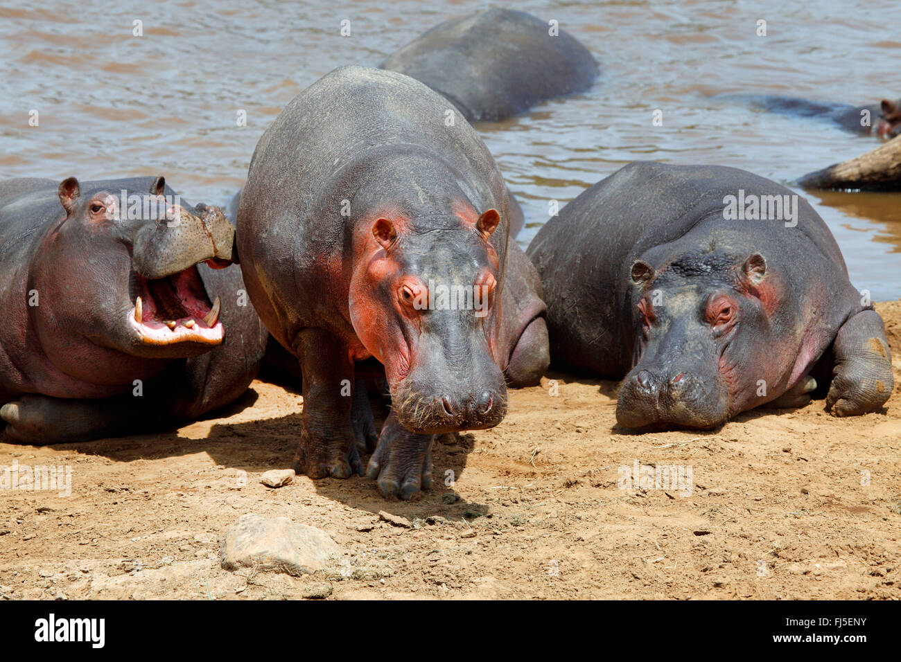 Nilpferd, Nilpferd, gemeinsame Flusspferd (Hippopotamus Amphibius) Gruppe am Flussufer, Kenia, Masai Mara Nationalpark Stockfoto