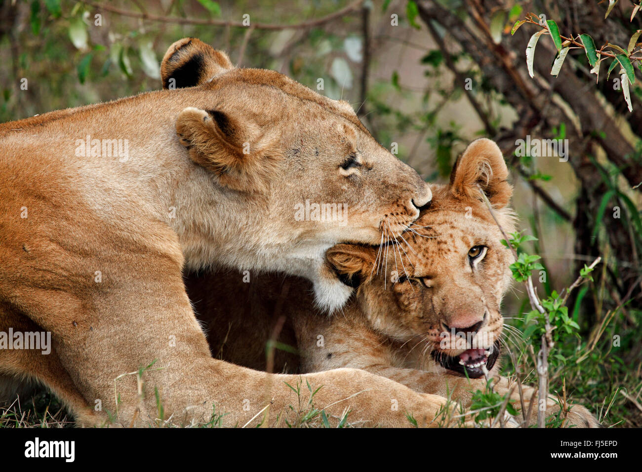 Löwe (Panthera Leo), Löwin beißt ein Jungtier zärtlich, Kenia, Masai Mara Nationalpark Stockfoto
