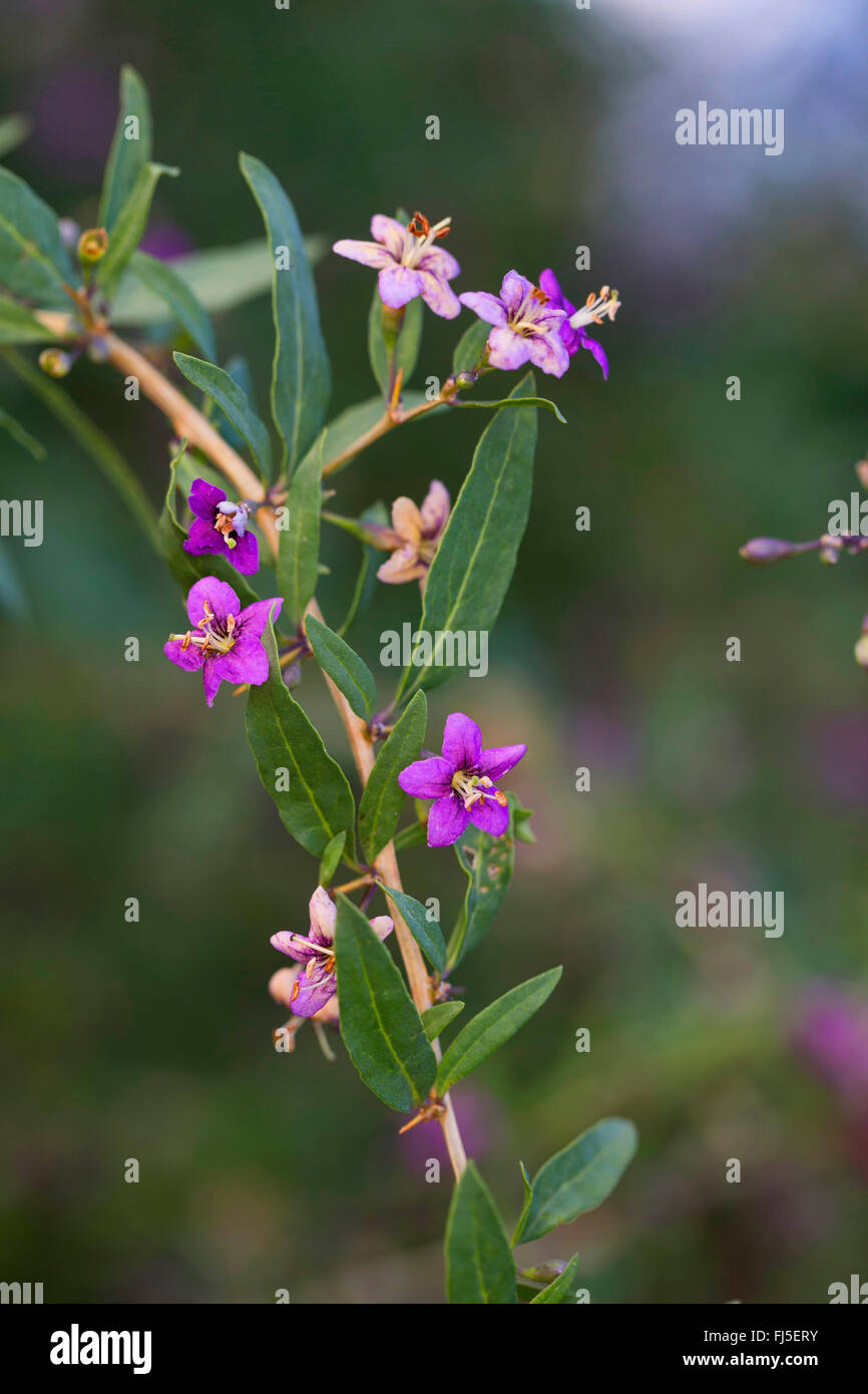 Chinesische Wolfsbeere, gemeinsame Matrimony Vine (Lycium Barbarum, Lycium Halimifolium), blühenden Zweig, Deutschland Stockfoto