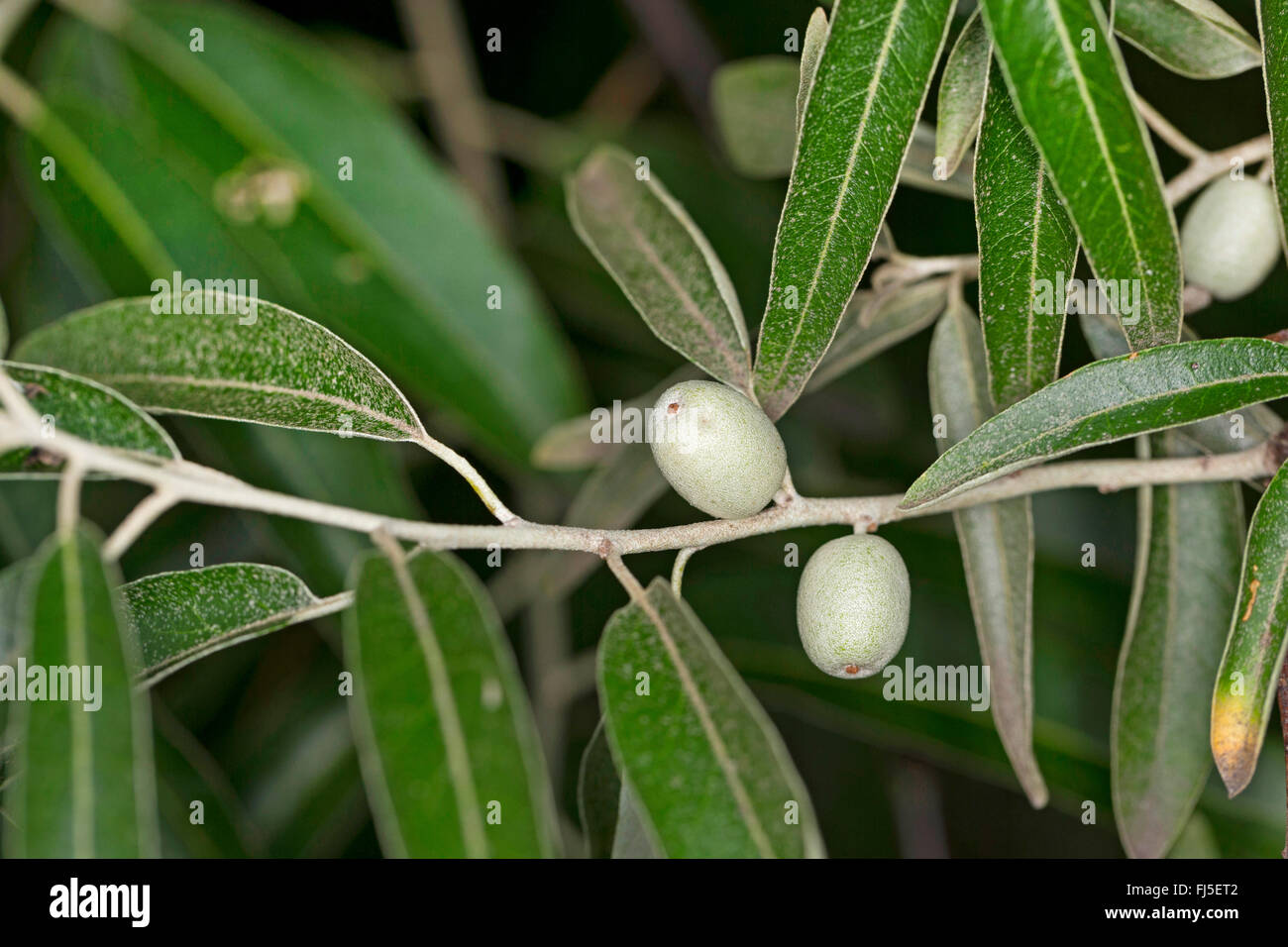 Russische Olive, Ölweiden, Trebizond Datum (Elaeagnus Angustifolia), Früchte auf einem Ast Stockfoto