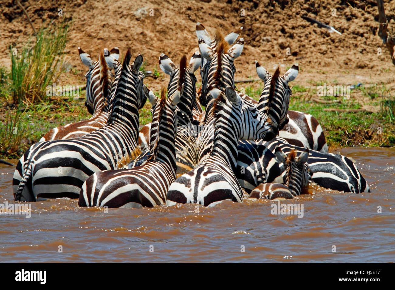 Böhm Zebra, Grant-Zebra (Equus Quagga Boehmi, Equus Quagga Granti), Herde, überqueren den Fluss, Kenia, Masai Mara Nationalpark Stockfoto