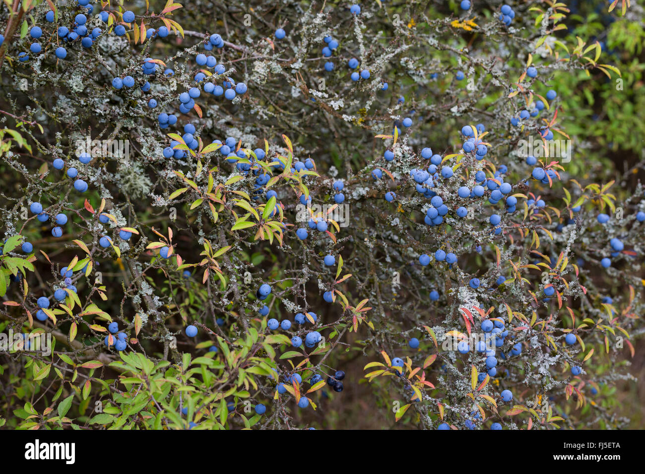 Schlehe, Schlehe (Prunus Spinosa), Fruchtbildung, Deutschland Stockfoto